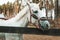 Beautiful white horse in the arena behind a fence in a pine for