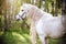 A beautiful white horse on the background of a birch grove