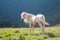 The beautiful white horse on a background Carpathian forest