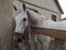 A beautiful white horse in a bridle, standing behind a fence