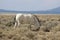 Beautiful white horse in the desert