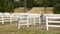 Beautiful White Horse Equestrian Stable Outdoor Paddock