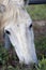 Beautiful White Horse Face 2