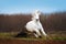 A beautiful white horse galloping on a plowed field on a background of blue sky