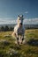 Beautiful white horse gallops on the meadow. A style similar to impressionist painting. Generative AI