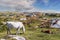 Beautiful white horse grazing grass in a field. Brown horse sleeping on a grass. Warm sunny day. Field with lots of rocks and
