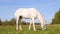 Beautiful white horse grazing green grass field. 4k