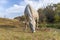 Beautiful white horse grazing in pasture. Roan mare eating autumn grass.