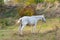 Beautiful white horse grazing in pasture. Roan mare eating autumn grass.
