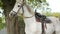 Beautiful white horse stallion saddled stands and grazes under a tree in autumn