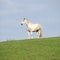 Beautiful white horse standing on horizon