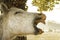 beautiful white horse yawns at a Brazilian fazenda.