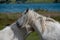 Beautiful white horses graze in the meadow near the lake. Torres Del Paine National Park, Chile