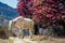 Beautiful white horses graze next to the mountains in Nepal