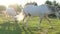 Beautiful white horses on a green field at sunset.