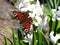 Beautiful white hyacinth flowers and butterfly, Lithuania