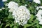 Beautiful white hydrangea. Garden flowers, shrubs.