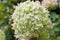Beautiful white Hydrangea macrophylla in garden. beautiful flowering hydrangeas without fertilizers