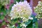 Beautiful White Hydrangea Up Close