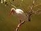 Beautiful white ibis Perched on a branch