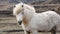 Beautiful white Icelandic horse portrait. Horseâ€™s mane moving