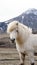 Beautiful white Icelandic horse portrait. Horseâ€™s mane moving