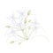 Beautiful White Indian Cork Flowers on White Background