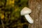 Beautiful, white, inedible fungus on the tree trunk. A poisonous mushroom grows from the bark of a tree.