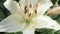 beautiful white-ivory lily flower blooming in garden. extreme macro footage