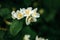 Beautiful white jasmine blossom flowers in spring time. Background with flowering jasmin bush. Inspirational natural floral spring