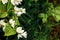 Beautiful white jasmine blossom flowers in spring time. Background with flowering jasmin bush. Inspirational natural floral spring