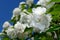 Beautiful White Jasmine Flowers on Blue Sky Background