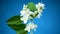 Beautiful white jasmine flowers on a branch isolated on blue