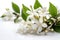 Beautiful white jasmine flowers with water drops on white background