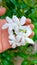 Beautiful white jasmine, mondokaki, tabernaemontana, jasminum