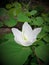 Beautiful white kanchan flower
