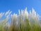 Beautiful white kash or kans grass flower with blue sky