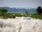 Beautiful white Kash kans grass at a rural Indian river bed aerial view with sky horizon with cows ships goats livestock cattle gr