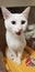 Beautiful white khao manee cat with odd-eyes, heterochromia