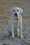 Beautiful white Labrador called Marley