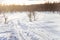 A beautiful white landscape of a snowy winter day with tracks for snowmobile or dog sled