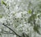 Beautiful white leke a snow Cherry blossoms in the garden in Moscow Region