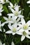 Beautiful White Lilies