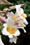 Beautiful white lilies blooming in the garden