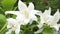 A beautiful white Lilly blooming in a tropical garden. Beautiful white color flower.
