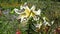 Beautiful white lily flowers in wind