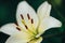 Beautiful white lily in the garden outdoors, lily blossom, spring time, nature bloom