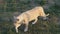 Beautiful white lioness.