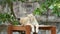 Beautiful white lioness sits under the branches of a green tree in the zoo of khao kheo Thailand