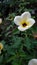 Beautiful White Little Flower with Yellow Accent